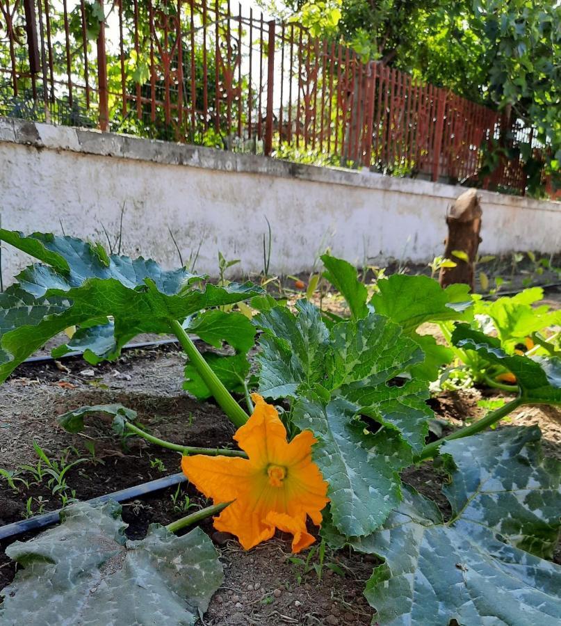 B&B Ioli Vesuvio Ercolano Exteriér fotografie